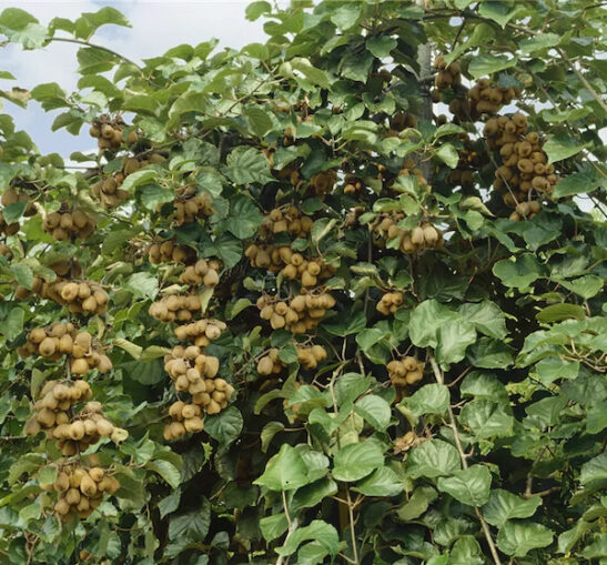 Solissimo fuzzy kiwi | Actinidia deliciosa solissimo renact green flesh.