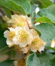 Actinidia deliciosa Tomuri fuzzy kiwi white flowers and green leaves.