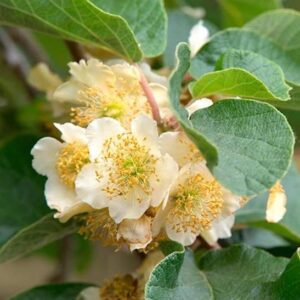 Actinidia deliciosa Tomuri fuzzy kiwi white flowers and green leaves.