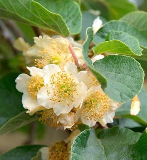 Actinidia deliciosa Tomuri fuzzy kiwi white flowers and green leaves.