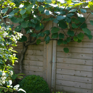 A thick Tomuri kiwi fruit vine going up a fence