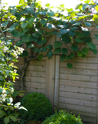 Tomuri kiwi fruit | Actinidia deliciosa tomuri A thick Tomuri kiwi fruit vine going up a fence