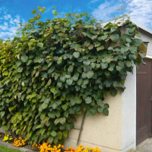 Male Fuzzy kiwi vine covering a garage wall.
