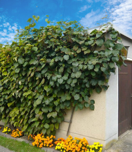 Male fuzzy kiwi | Actinidia deliciosa tomuri vine Male Fuzzy kiwi vine covering a garage wall.