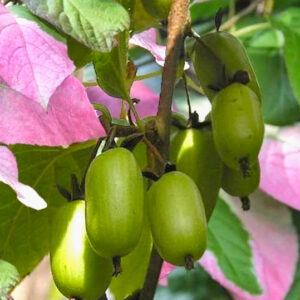 Dr szymanowski arctic kiwi | Actinidia kolomikta dr szymanowski fruit green and white growing over a trellised arch.