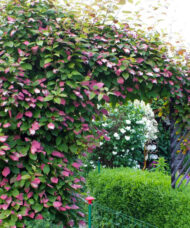 Tricolour Self Fertile Arctic Kiwi vine of pink