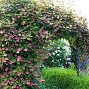 Self-fertile arctic kiwi | Actinidia kolomikta dr szymanowski Tricolour Self Fertile Arctic Kiwi vine of pink