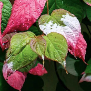 Self-fertile kolomikta vine | Actinidia deliciosa tomuri Bunch of green Dr Szymanowski Arctic Kiwi fruit against tricoloured foliage.