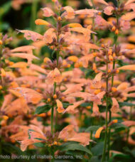 Spires of Agastache Mango Tango anise hyssop mango coloured flowers.