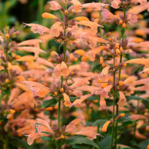 Spires of Agastache Mango Tango anise hyssop mango coloured flowers.
