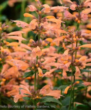 Mango tango anise hyssop | Agastache mango tango Spires of Agastache Mango Tango anise hyssop mango coloured flowers.