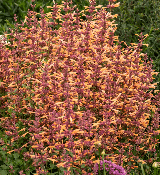 Mango Tango Anise Hyssop flowers in orange, tangerine and mango colours.