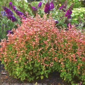 Two mounds of Mango Tango Hummingbird Mint in bloom.