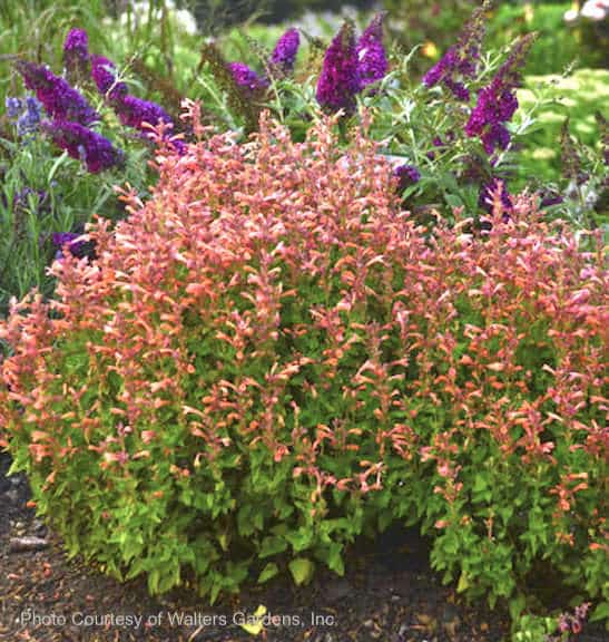 Two mounds of Mango Tango Hummingbird Mint in bloom.