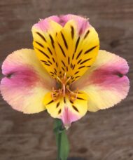 Single bloom of Coral Alstroemeria in coral