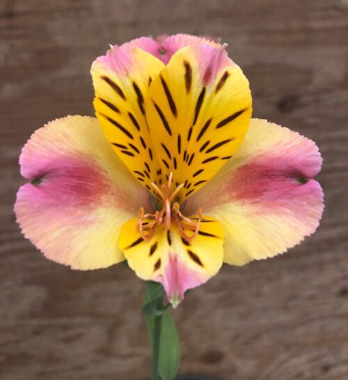 Single bloom of Coral Alstroemeria in coral