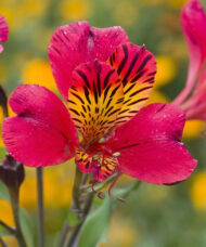 Red Peruvian Lily single bloom of red and yellow