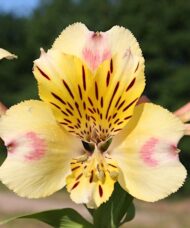 Yellow Alstroemeria Plant single bloom of yellow