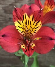 Red Alstroemeria single bloom of red and bright yellow