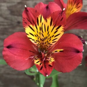 Red Alstroemeria single bloom of red and bright yellow