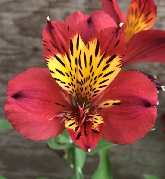 Red Alstroemeria MAJESTIC 'Lire' | Red Lily of the Incas