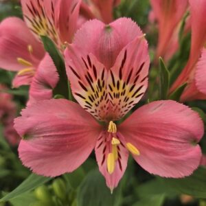 alstroemeria-majestic-marce-pink-alstroemeria-bloom