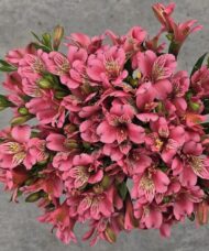 Alstroemeria MAJESTIC 'Marcé'