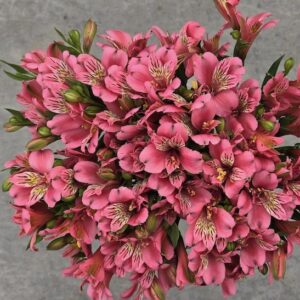 alstroemeria-majestic-marce-pink-alstroemeria-blooms