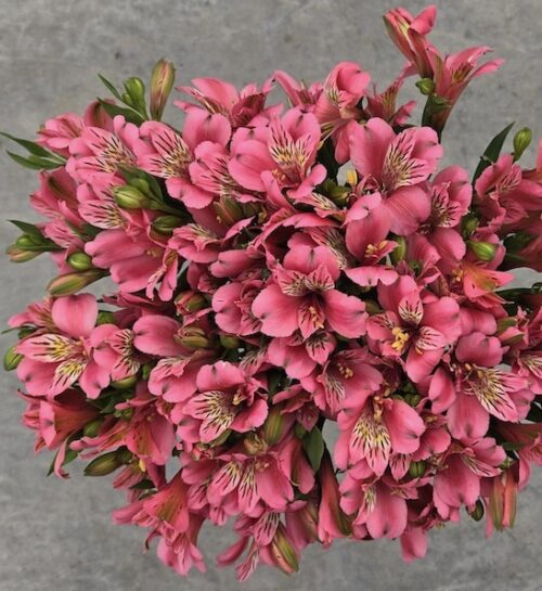 alstroemeria-majestic-marce-pink-alstroemeria-blooms