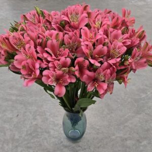 alstroemeria-majestic-marce-pink-alstroemeria-bouquet