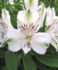 A single Mazé Alstroemeria bloom of white with burgundy streaks.