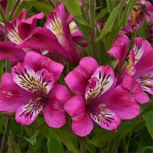 A cluster of Montsoreau Alstroemeria flowers.