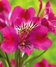 A single Purple Alstroemeria bloom.