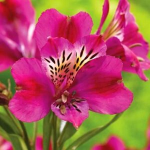 A single Purple Alstroemeria bloom.