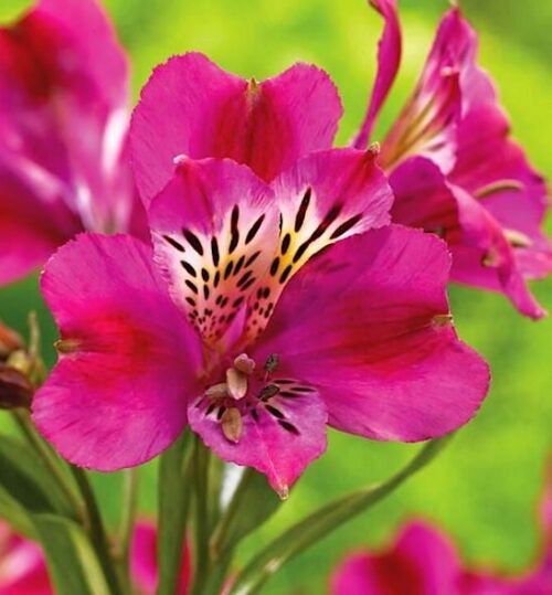 A single Purple Alstroemeria bloom.