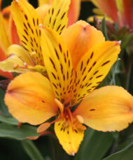 Alstroemeria MAJESTIC 'Serrant'
