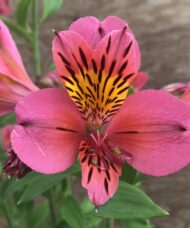 A single bloom of Hot Pink Alstromeria.