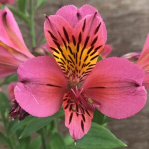 A single bloom of Hot Pink Alstromeria.