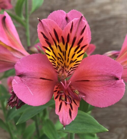 A single bloom of Hot Pink Alstromeria.
