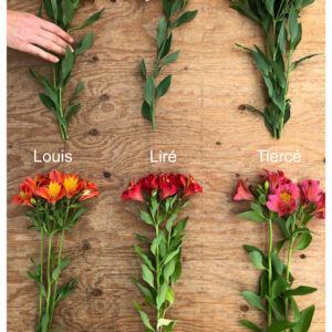 Liré Alstroemeria group of blooms of red and bright yellow