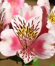 A cluster of Pink White Alstromeria blooms.