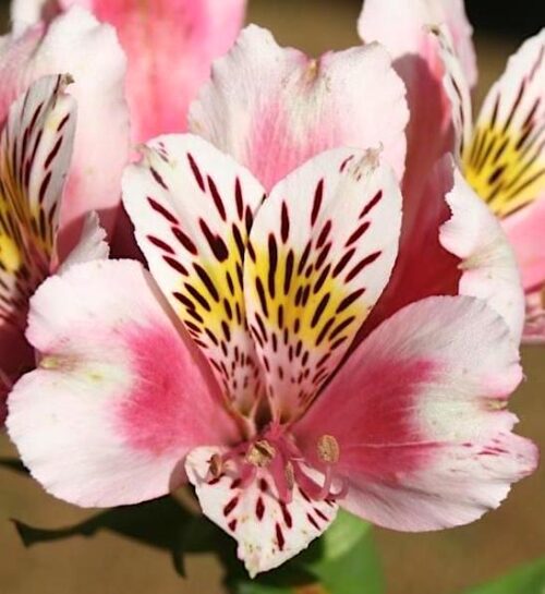 A cluster of Pink White Alstromeria blooms.