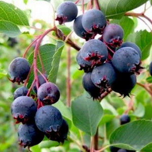 Clusters of Northline Saskatoon Berry Bush berries on the stem.