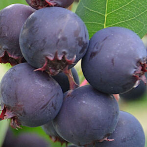 Cluster of Saskatoon Berry Plant bright purple berries.