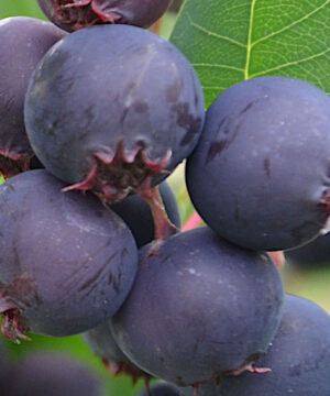 Saskatoon berry plant | Amelanchier alnifolia northline Cluster of Saskatoon Berry Plant bright purple berries.
