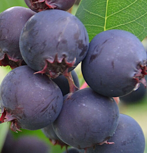 Cluster of Saskatoon Berry Plant bright purple berries.