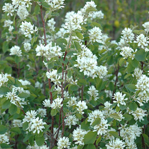 Nothline Saskatoon Bush covered in white flowers.