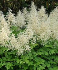 Goat's-beard Plant of bushy green foliage and spikes of cream flowers.