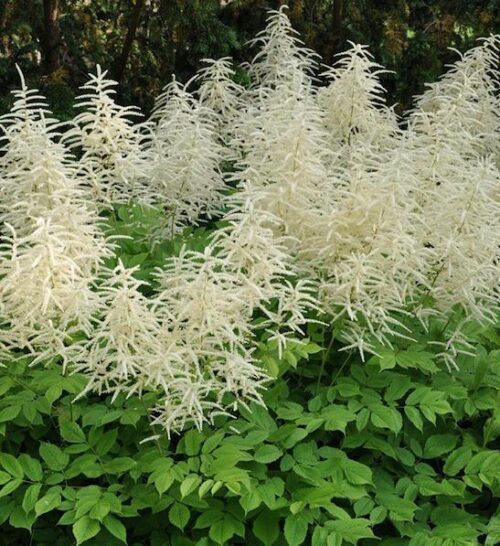 Goat's-beard plant | Aruncus dioicus Goat's-beard Plant of bushy green foliage and spikes of cream flowers.