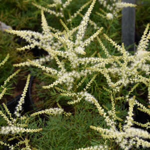Dwarf goat's beard | Aruncus fairy hair Dwarf Goat's Beard starry